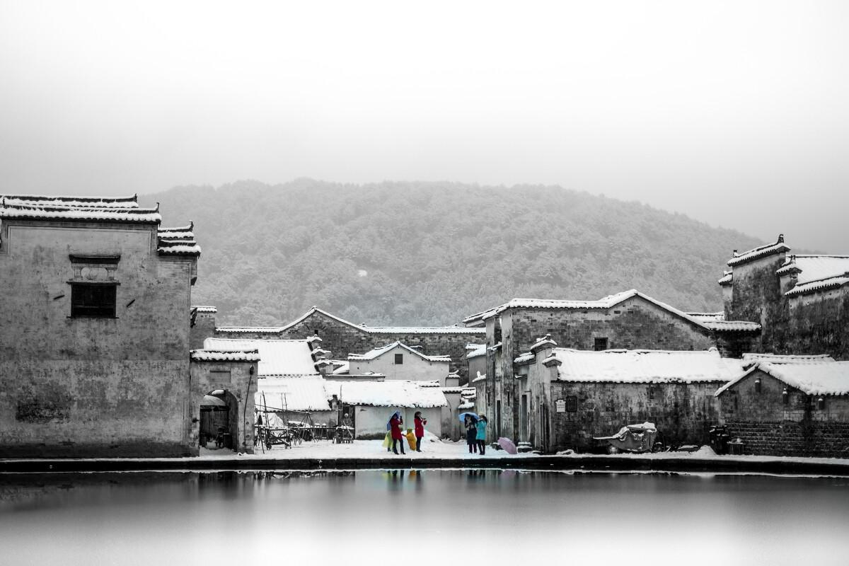 松树在什么地方常见？游戏画面